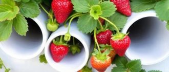 Выращивание клубники в трубах ПВХ: инструкция и ошибки, которые лучше не повторять
