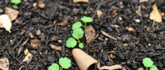 Как сделать тёплый компост за один сезон и не ждать два года
