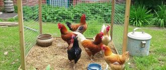 Как обустроить выгул для кур, чтобы птица была здорова и двор не превратился в хаос