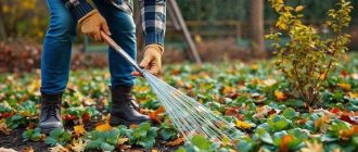 Как правильно вносить суперфосфат осенью: когда, куда и в каком виде он работает лучше всего