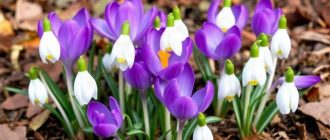 Как посадить и ухаживать за крокусами и подснежниками, чтобы весной они радовали первыми цветами