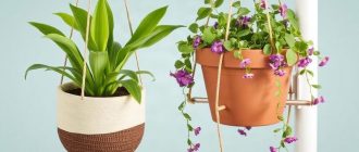 Кашпо и подвесные горшки: как выбрать удачную пару для дома и сада