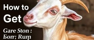 Как получить козье молоко: уход и дойка без лишней суеты