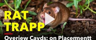 Ловушки для крыс: обзор и расстановка без лишней суеты
