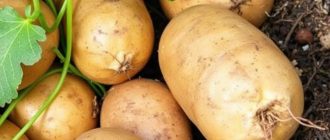 Как защитить картофель от проволочника без химии и не потерять урожай