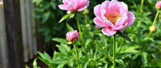Как посадить и ухаживать за пионами, чтобы кусты долго жили и цвели без капризов