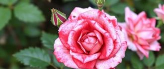 Как бороться с чёрной пятнистостью роз и не потерять кусты к середине сезона