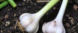 Как выкопать чеснок и просушить его без потерь и спешки