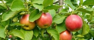 Ловчие пояса для яблони: как сделать их своими руками и не пропустить момент установки