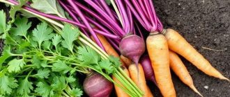 Как вырастить раннюю свёклу и морковь: овощи, которые первыми приходят с грядки