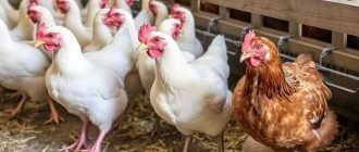 Бройлеры и куры-несушки: чем отличаются в уходе и почему это важно с первых дней