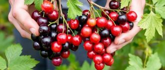 Ягодосборник для смородины и крыжовника: обзор удобных решений для аккуратного сбора