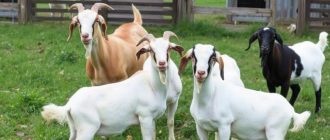 Как содержать коз на приусадебном участке: практичный опыт, который экономит силы и нервы