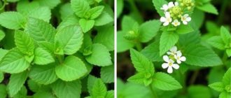 Как вырастить мяту и мелиссу: простая зелень для чая, кухни и балкона