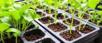 Микрозелень в домашних условиях: лотки и субстраты без лишних ошибок