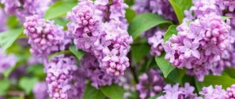 Как посадить и ухаживать за сиренью, чтобы куст прижился и каждый май цвел без капризов