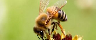 Как бороться с варроатозом пчёл: практичный подход без лишней суеты
