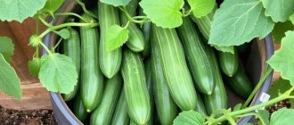 Выращивание огурцов в бочке: экономия места и усилий на маленьком участке