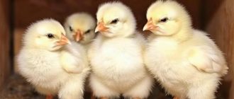 Как ухаживать за цыплятами в первый месяц: тепло, корм и спокойный режим без лишней суеты