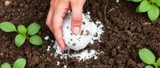 Известкование почвы: когда и сколько извести вносить