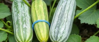 Как бороться с мучнистой росой огурцов и не потерять урожай в разгар сезона